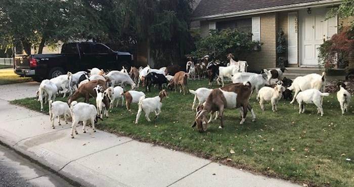 Ove koze pobjegle su i napravile pravu pomutnju u mirnoj četvrti