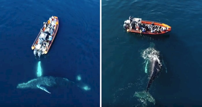 VIDEO Pogledajte prekrasnu snimku radoznalog grbavog kita