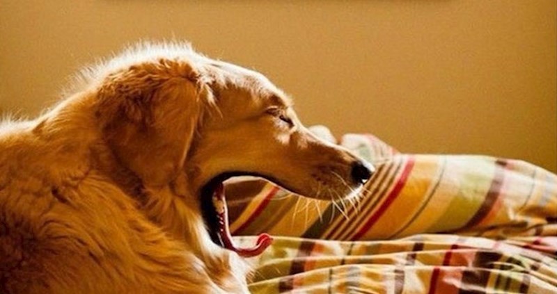 Ovaj fotograf odabrao je pravi trenutak za savršenu fotografiju