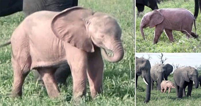 VIDEO Prirodno 'ružičasti' slonić ima rijetko stanje, snimljen je na jugu Afrike