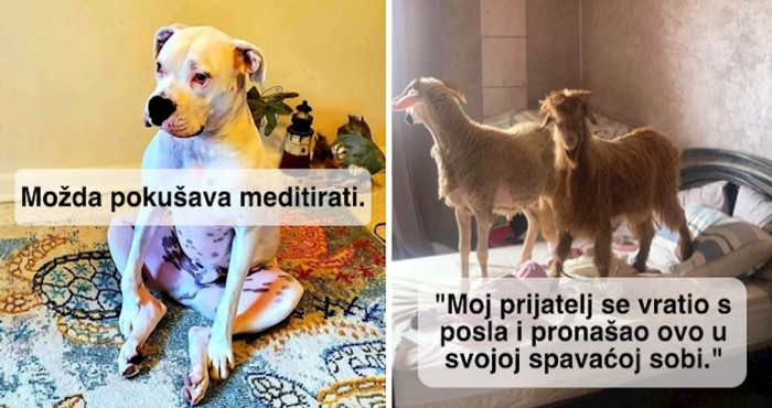 17 puta kad su se životinje odlučile ponašati iznad naših očekivanja