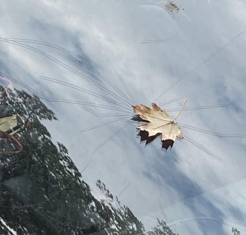 "Ovaj list izgleda kao da je napukao vjetrobransko staklo."