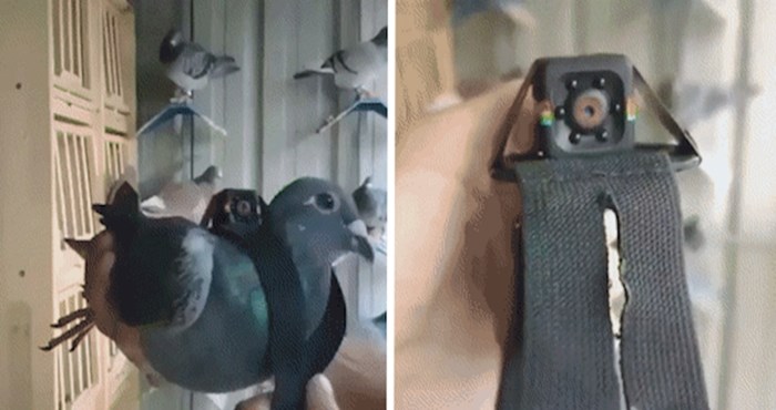 Uz pomoć ove kamerice možemo doživjeti svijet iz golubove perspektive