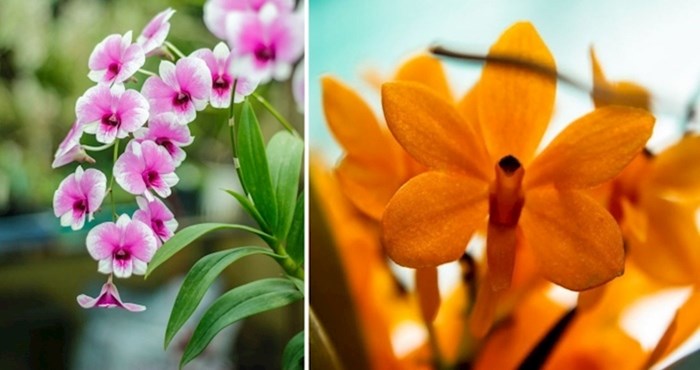 Ovaj umjetnik od djetinjstva fotografira orhideje, donosimo 20 prekrasnih primjera