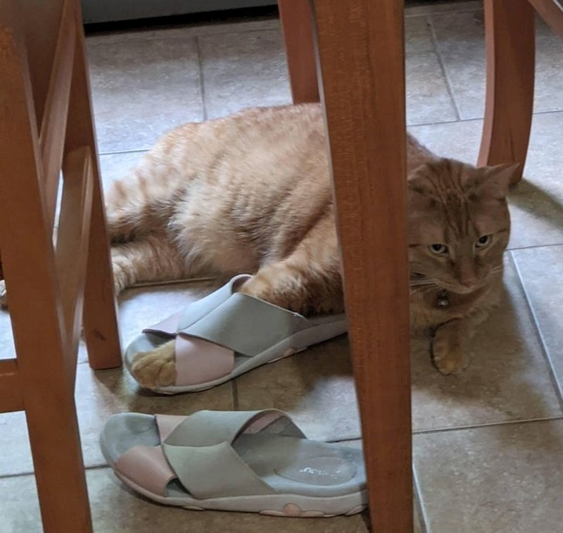 “Clover uživa u mojim sandalama.”