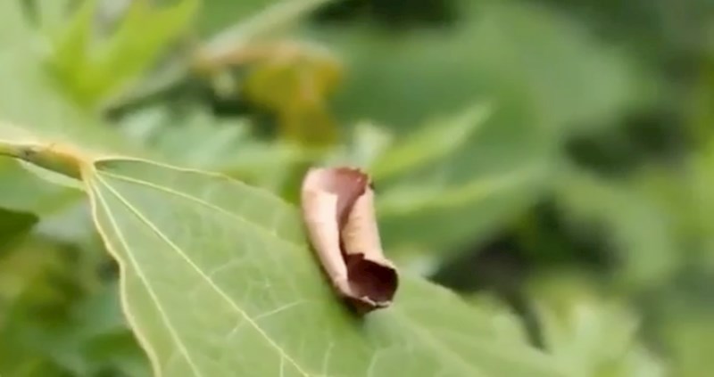 Ovaj moljac stvorio je spektakularnu iluziju kako bi izbjegao grabežljivce