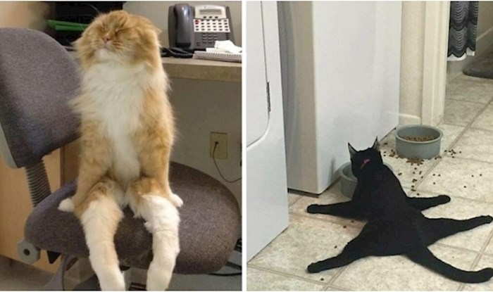 Ovaj Instagram profil prepun je fotki mačaka koje se čudno ponašaju