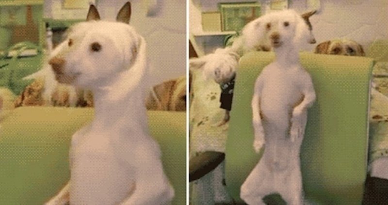 Svojim pokretima uspio je svu pažnju usmjeriti na sebe