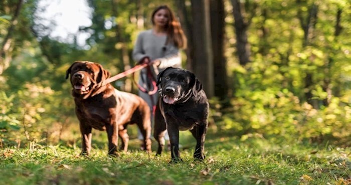 Vlasnike pasa odmah zaboli glava od ove fotografije