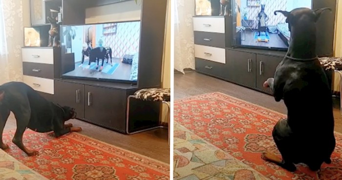 VIDEO Nevjerojatan doberman koji obožava svoju rutinu vježbanja