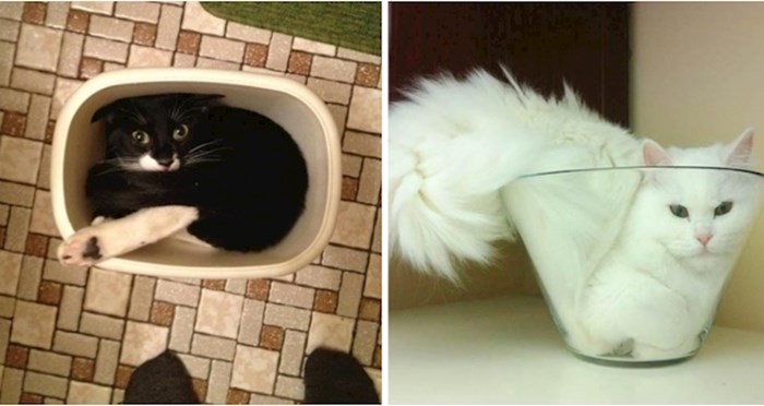 Neobične fotke koje su dokaz da su mačke nevjerojatno čudne