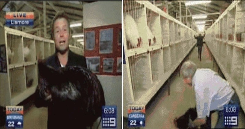 Reporter s australske televizije u uključenju uživo doživio je neugodan trenutak