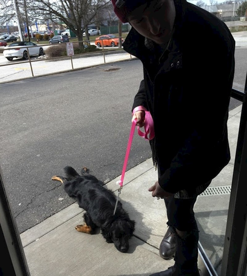 Vlasnik ovog psa, kaže da Robert ovo napravi svaki put kada shvati da je šetnja gotova.