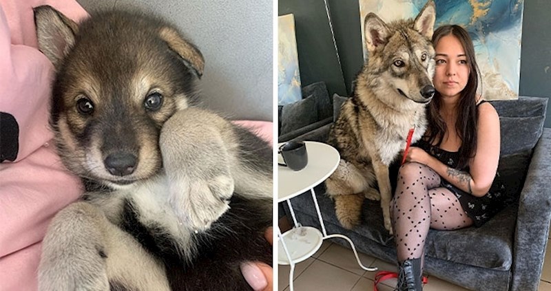 Ova djevojka usvojila je mladunče vuka iz skloništa jer ne bi preživjelo u divljini