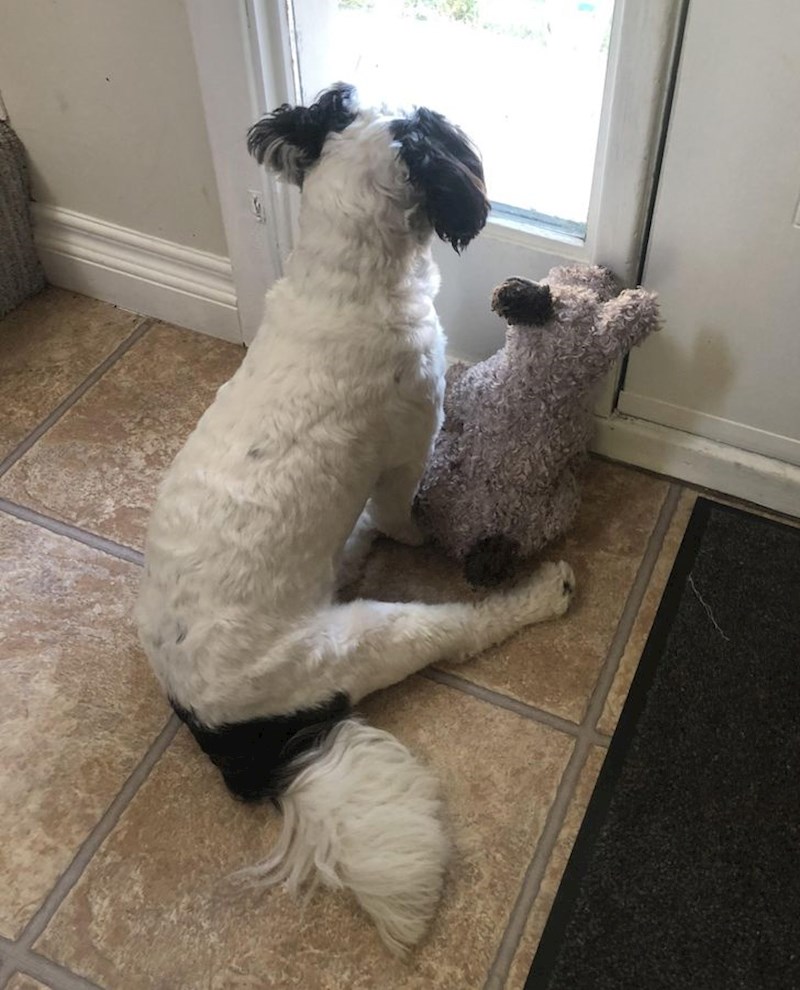 "Nosi svog najboljeg prijatelja i podiže ga da gleda sa njim kroz prozor, a zatim ga štiti nogom."