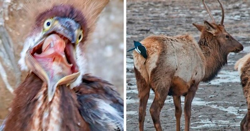 Ova Facebook grupa posvećena je fotkama divljih životinja koje su toliko loše da su dobre