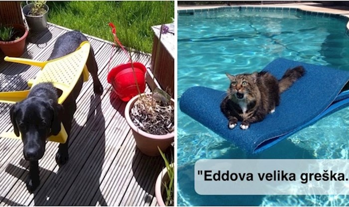 +30 smiješnih životinja koje su zapele i bez ljudske pomoći ne bi uspjele