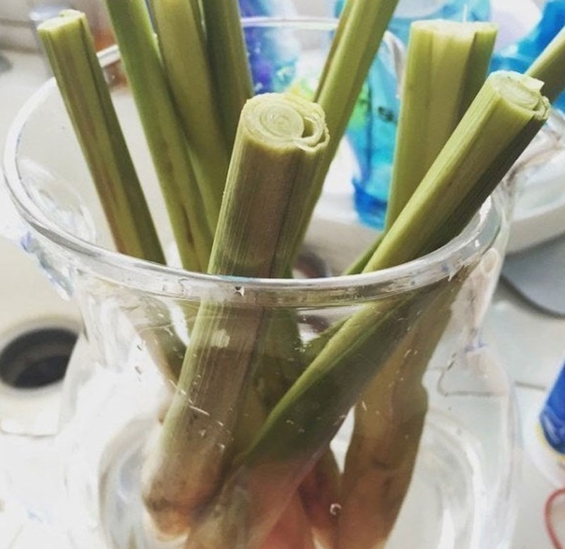 #13 Stabljika limunske trave