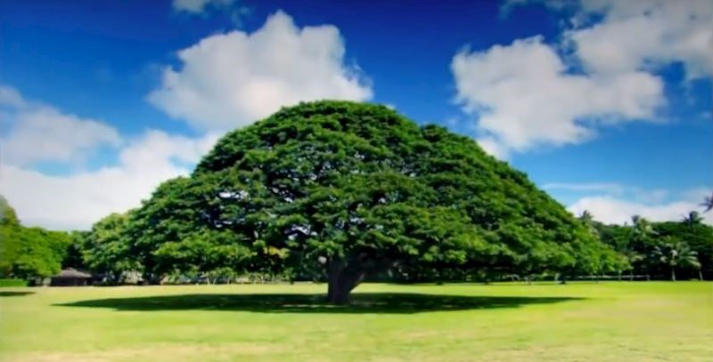 Ovo stablo simbol je svjetskog proizvođača elektornike