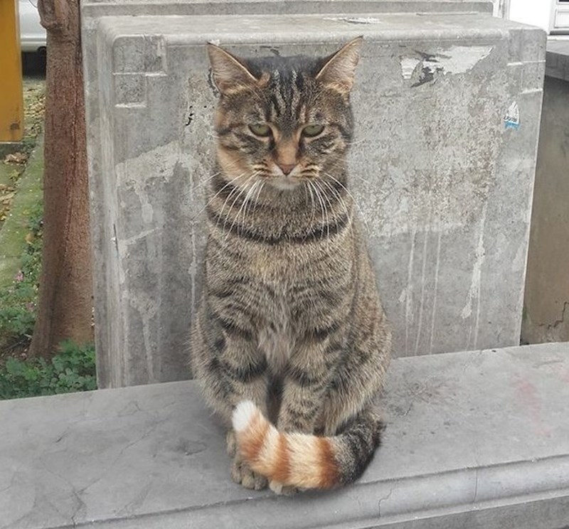 #10 Domačka mačka s vrhom repa obojenim u narančasto.