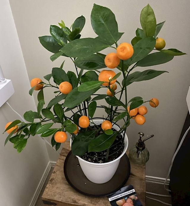 "Moje malo stablo naranče"