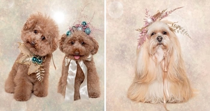 Australska fotografkinja izradila je preslatke božićne modne dodatke za kućne ljubimce i fotkala ih