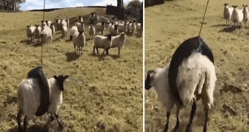 Pogledajte što se dogodilo ovoj ovci, nadamo se da su je brzo oslobodili