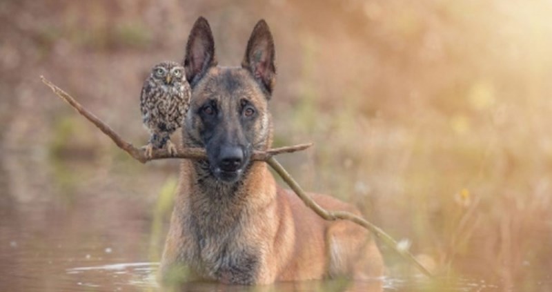 Oni su sova Poldi i belgijski ovčar Ingo, pogledajte kako izgleda ovo jedinstveno prijateljstvo