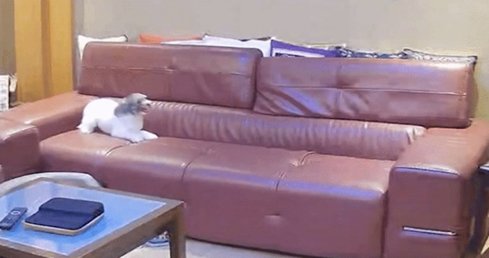 Ovaj pas ne smije na kauč, pogledajte kako se zabavlja kada misli da ga nitko ne gleda