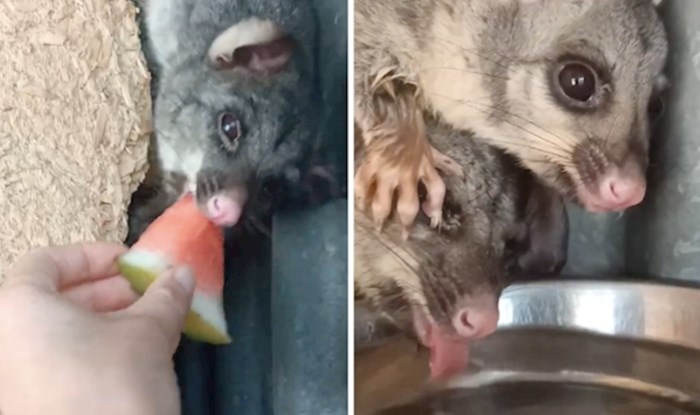 VIDEO Preslatka obitelj oposuma dobila je malu pomoć od dobrih ljudi