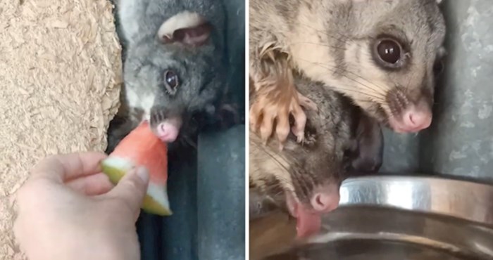 VIDEO Preslatka obitelj oposuma dobila je malu pomoć od dobrih ljudi