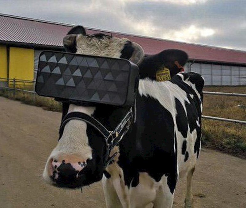 Krave gledaju zelene livade.