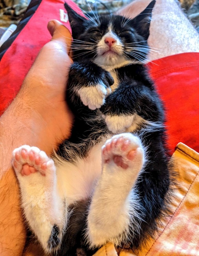 "Naša nova maca ima 24 prsta."