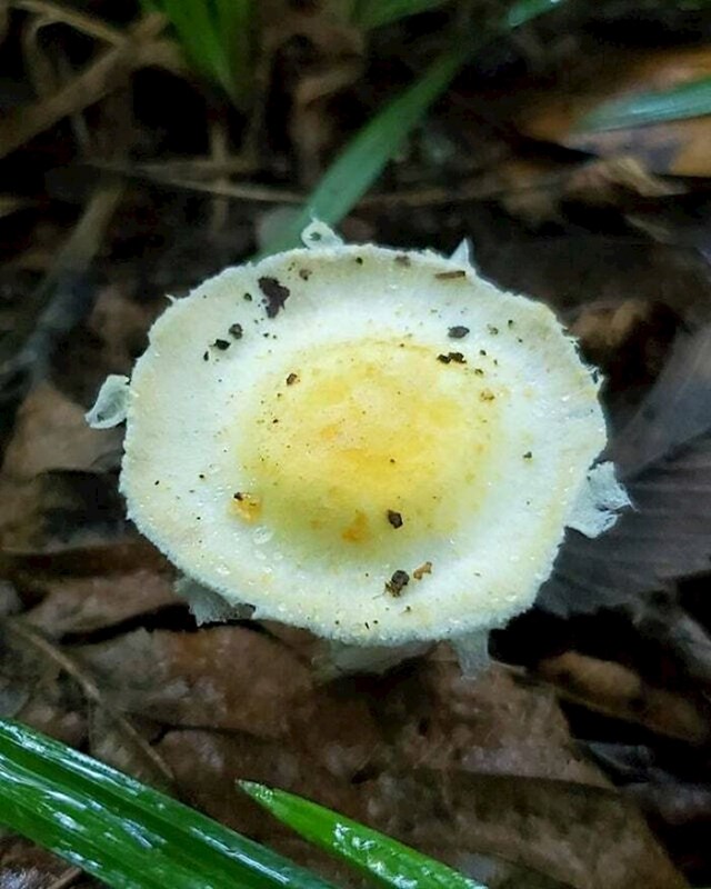 "Pronašao sam gljivu koja izgleda kao jaje na oko."