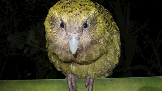 7. Kakapo na maorskom jeziku znači noćna papiga.