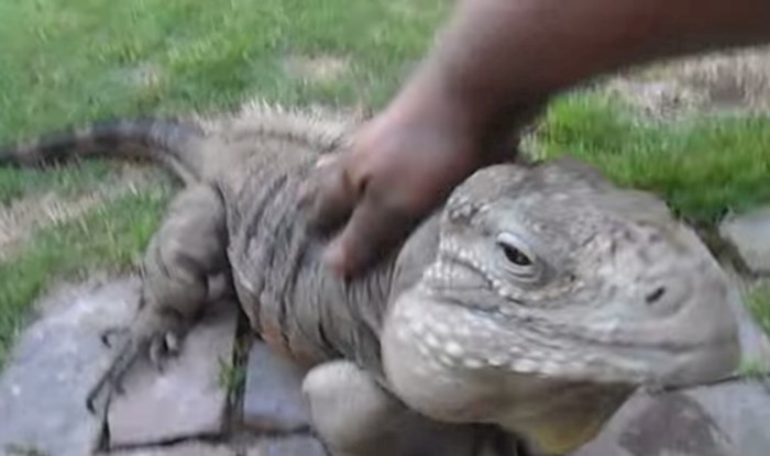 VIDEO Ova iguana odbija prihvatiti da nije pas, odaziva se na ime i obožava se maziti