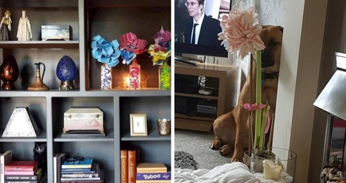 15 fotografija skrivenih pasa, neke je gotovo nemoguće pronaći
