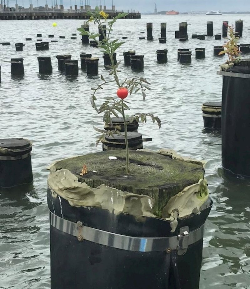 Ova rajčica ima nevjerojatno strpljenje i upornost.