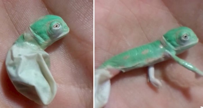 VIDEO Ovaj slatki kameleon uz pomoć vlasnika napraviti će svoje prve korake