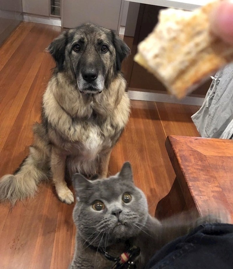 5. Dok neke životinje strpljivo čekaju da se dogodi nešto dobro, mačke samo ostvaruju svoje snove.