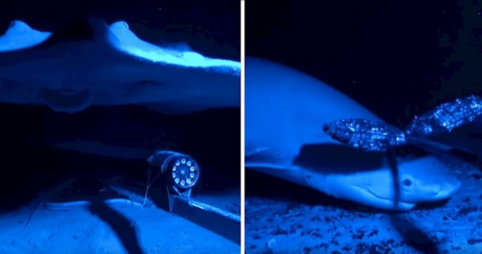 VIDEO Pogledajte koja morska stvorenja je uhvatila kamera postavljena na velikim dubinama