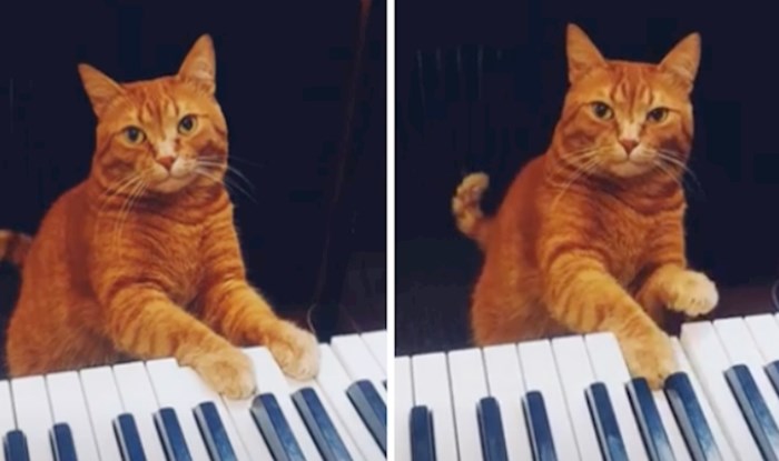 VIDEO Barney je genijalni mačak koji svira kao pravi klavijaturist