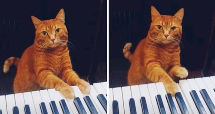 VIDEO Barney je genijalni mačak koji svira kao pravi klavijaturist