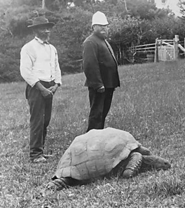 Smatra se da je Jonathan doveden na otok Svete Helene 1882. godine.