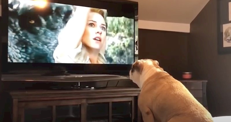 VIDEO Buldog i njegova reakcija na glumicu u nevolji nas je oduševila