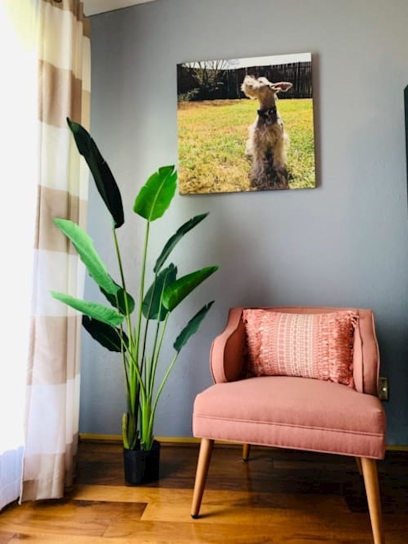 Biljka s velikim listovima nikad nije loš izbor za male prostore.