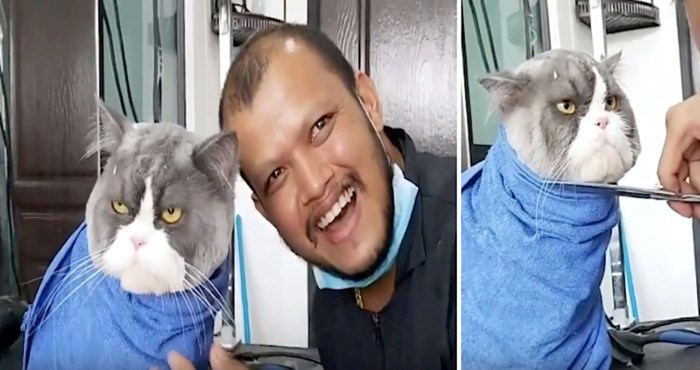 VIDEO Ova mrzovoljna mačka nije oduševljena šišanjem