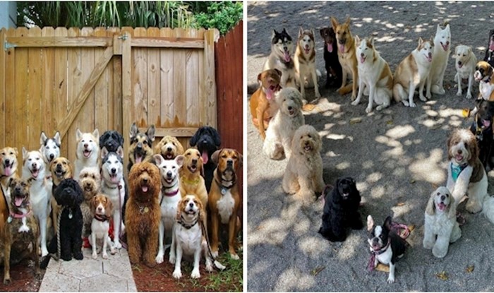 Ovaj vrtić za pse radi gotovo nemoguće, stvara savršene grupne fotografije pasa