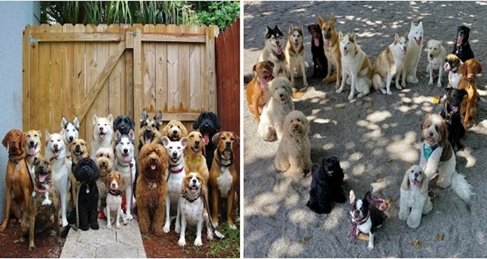 Ovaj vrtić za pse radi gotovo nemoguće, stvara savršene grupne fotografije pasa