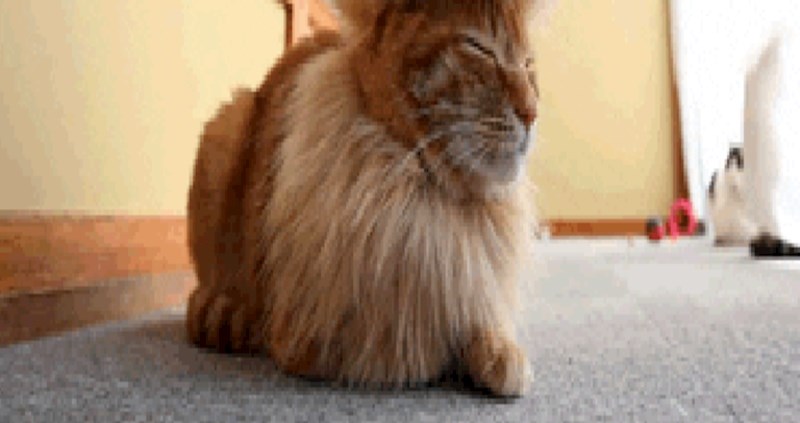 Netko je ovoj mački napravio frizuru kao iz salona